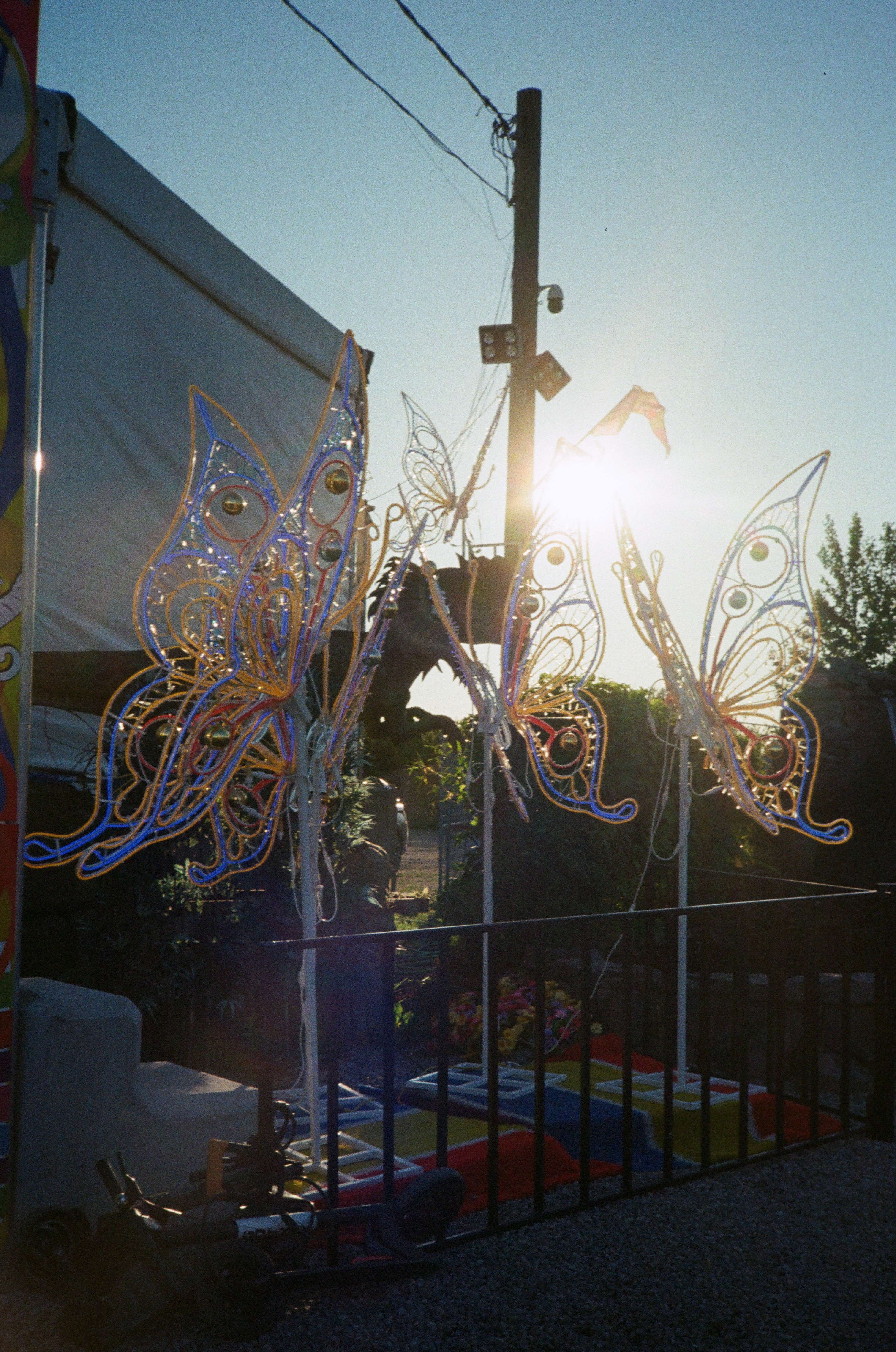 Butterfly